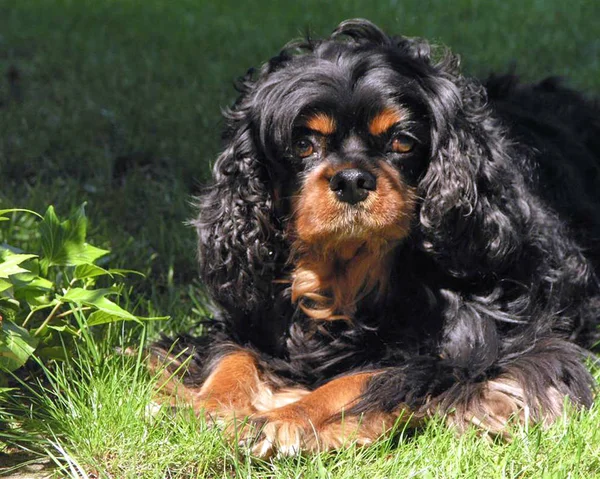 Dog Heat Have Shady Spot Gets — Stock Photo, Image