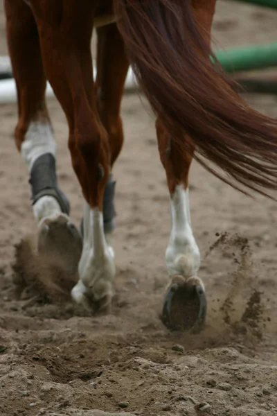 Bonito Cavalo Selvagem Natureza — Fotografia de Stock