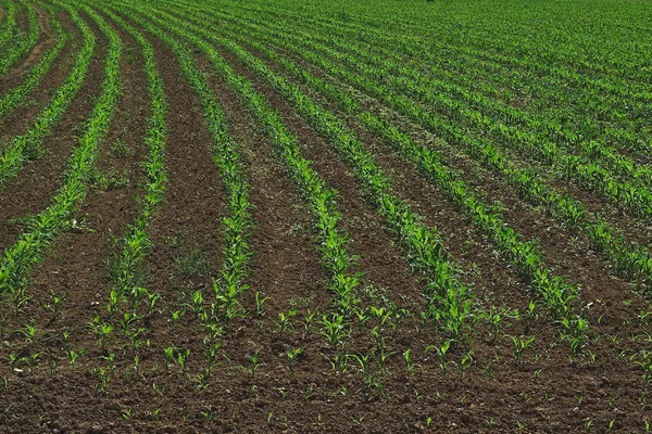 Vista Panorámica Agricultura Campo — Foto de Stock