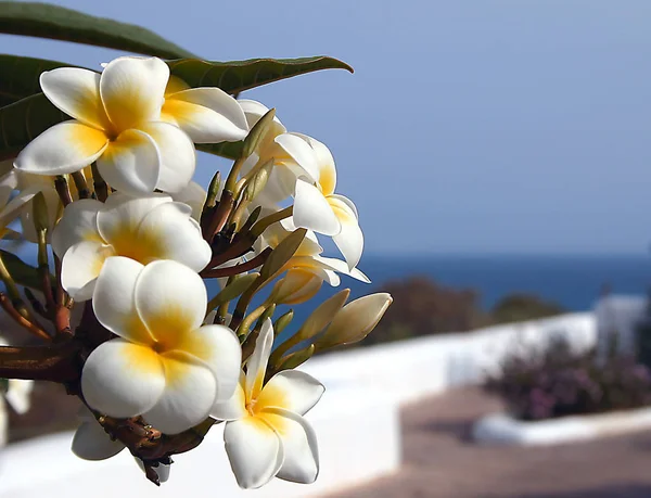 Beautiful Shrub — Φωτογραφία Αρχείου