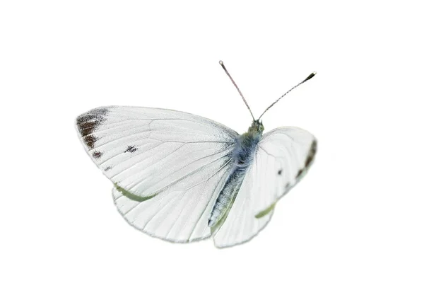 Nahaufnahme Von Schönen Bunten Schmetterling — Stockfoto