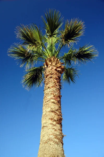 Palm Bakgrund Kopiera Utrymme — Stockfoto