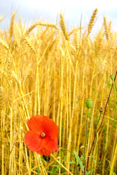 Nahaufnahme Von Schönen Wilden Mohnblumen — Stockfoto