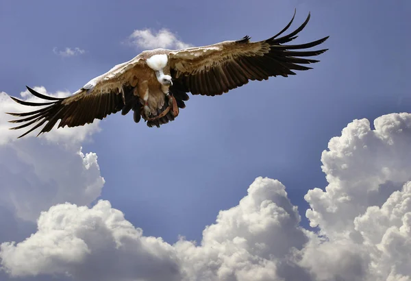 Image Shows Griffon Vulture Gyps Fulvus — Stok fotoğraf
