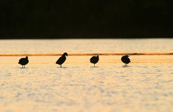 Aussichtsreiche Aussicht Auf Schöne Vögel Der Natur — Stockfoto