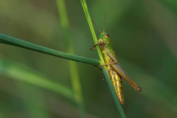Kobylka Hmyz Bezobratlý Modlící Brouk — Stock fotografie