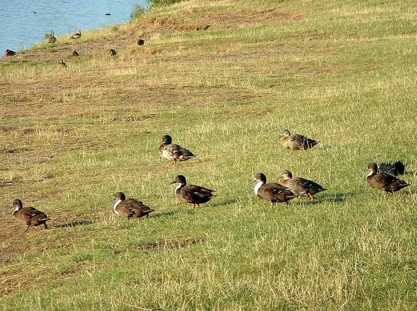 Avistamiento Aves Patos Contra Naturaleza Salvaje — Foto de Stock