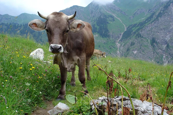 stock image Domestic cattle on a pasture 