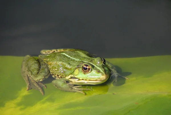 Amphibientier Froschreptil — Stockfoto