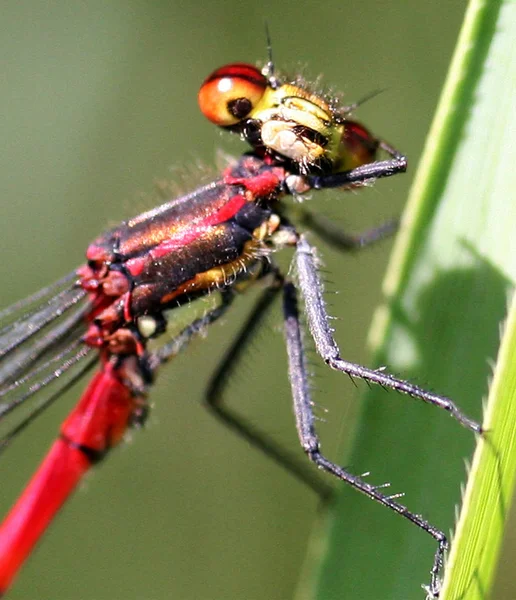 Vista Macro Primer Plano Del Insecto Libélula — Foto de Stock