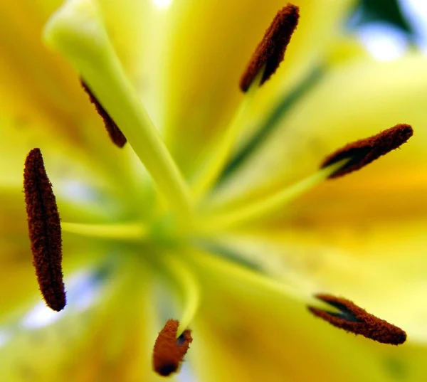 아름다운 식물학 디지털 — 스톡 사진
