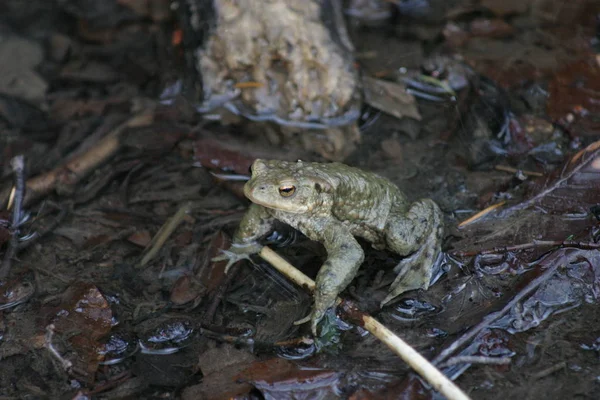 Krötenreptil Frosch Amphibientier — Stockfoto