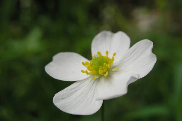 Mooie Bloeiende Anemoon Bloemen — Stockfoto