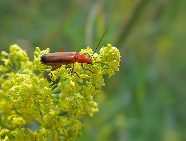 ソニーDsc すべての生物学者への質問 どんな種類の甲虫が — ストック写真