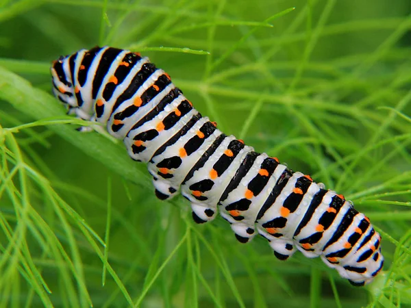 Gusano Oruga Insecto Naturaleza —  Fotos de Stock