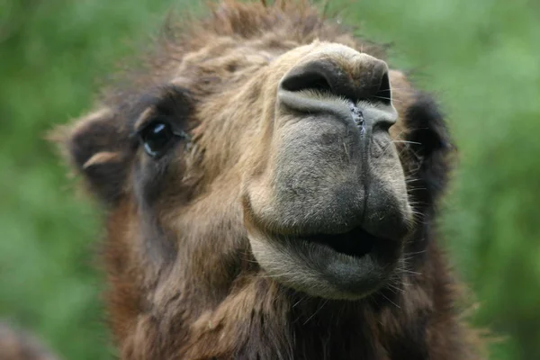 Dromedario También Llamado Camello Árabe Ungulado Grande Dedos Pares Con — Foto de Stock