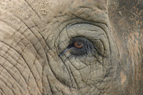 Mamífero Africano Elefante — Fotografia de Stock