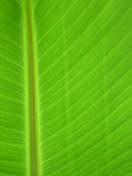 Schönes Laub Hintergrund Natur — Stockfoto