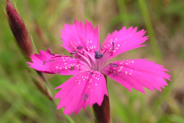 Mooie Bloemen Bloem Concept Achtergrond — Stockfoto