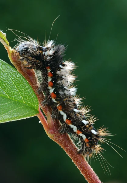 Insecto Oruga Gusano Pequeño —  Fotos de Stock