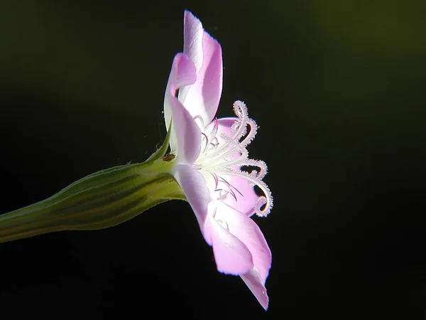 Piękne Botaniczne Ujęcie Naturalna Tapeta — Zdjęcie stockowe