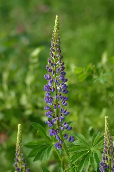 Güzel Lupin Çiçeğinin Manzarası — Stok fotoğraf