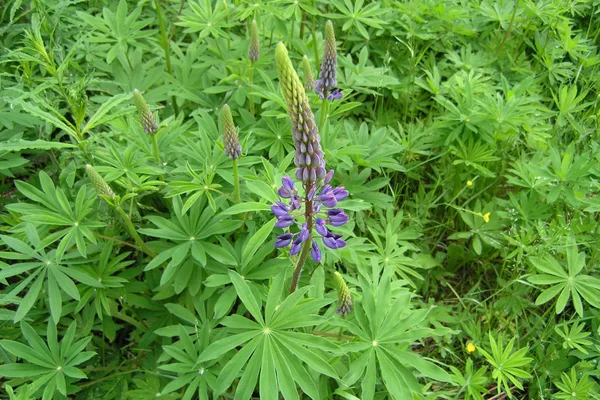 Güzel Lupin Çiçeğinin Manzarası — Stok fotoğraf