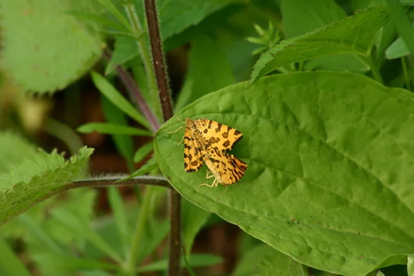 野生の自然界での虫の接近 — ストック写真