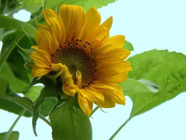 Sonnenblume Nahaufnahme — Stockfoto