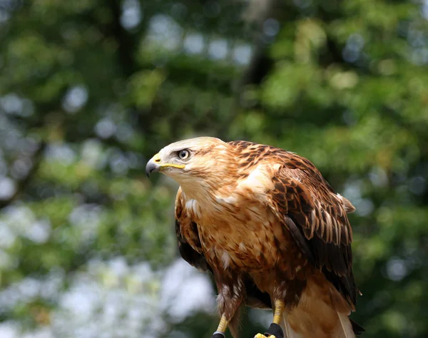 Vue Panoramique Sur Majestueux Prédateur Buzzard — Photo