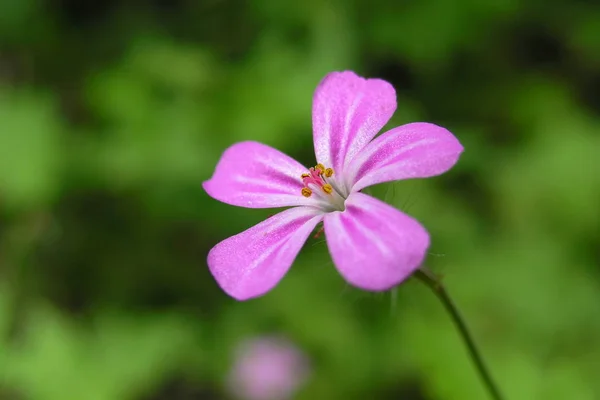 仙人掌紫花花瓣 — 图库照片