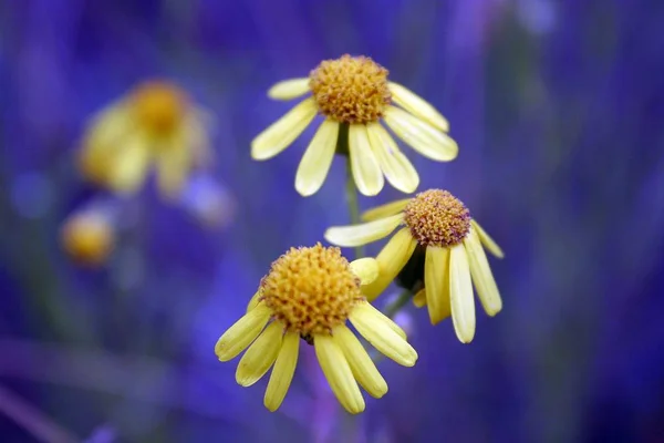 Piękne Botaniczne Ujęcie Naturalna Tapeta — Zdjęcie stockowe