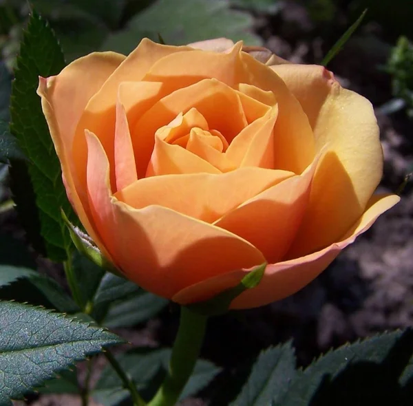 Mooi Botanisch Schot Natuurlijk Behang — Stockfoto