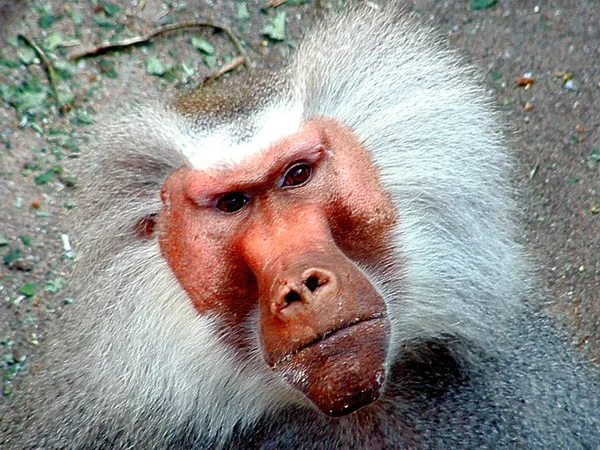 Closeup of animal at zoo