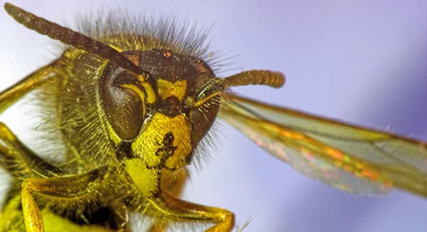 Detailní Pohled Hmyz Přírodě — Stock fotografie