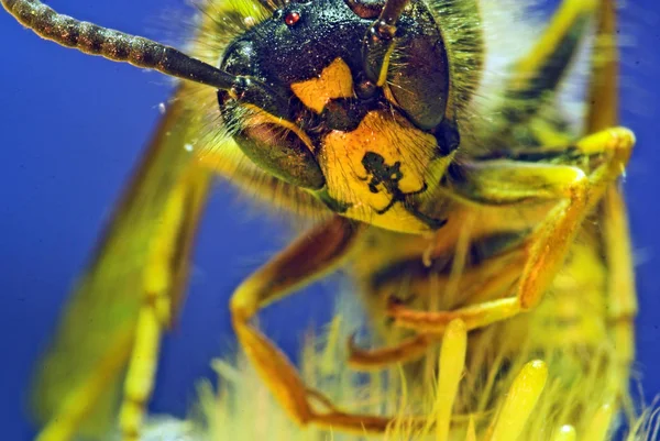 Experimento Con Posición Inversa Los Arrecifes Cañón 55Mm Kitobjektivs — Foto de Stock