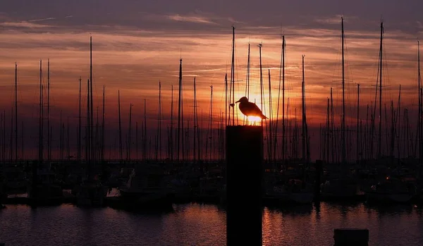 君に夕日を見て欲しかったんだけど夕日の中のこのカモメが僕を苛立たせたんだ — ストック写真