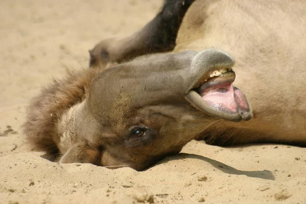 Верблюжье Животное Фауна Природы Лошадь — стоковое фото