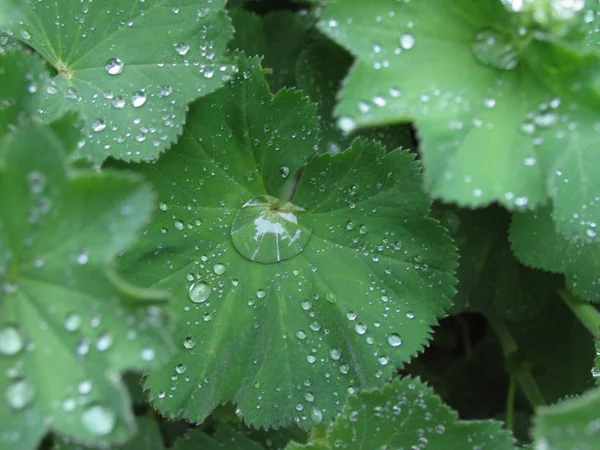 Rocío Mañana Sobre Hojas Verdes — Foto de Stock