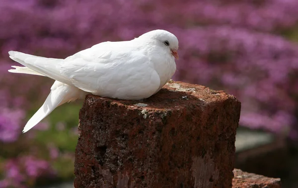 Mit Dieser Neusten Aufnahme Aus Dem Ehemaligen Kloster Arnsburg Heute — Stockfoto