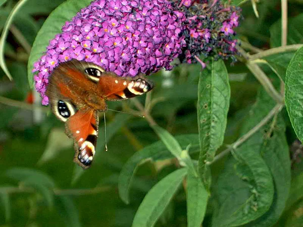 Paw Oko Motyl Owad — Zdjęcie stockowe