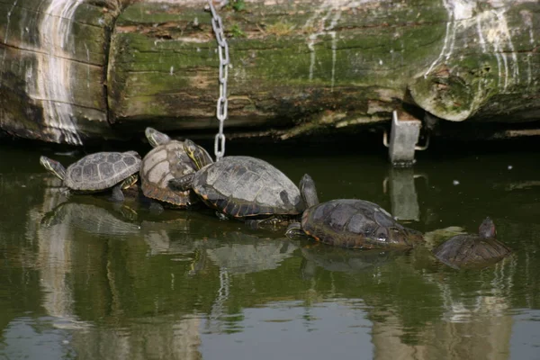Тропические Черепахи Рептилии — стоковое фото