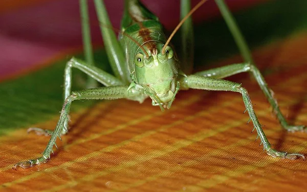 Grasshopper Insect Invertebrate Bug — Stock Photo, Image