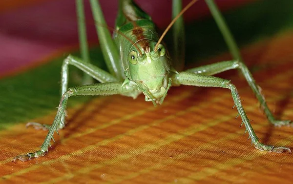 Insetto Cavalletta Insetto Invertebrato — Foto Stock