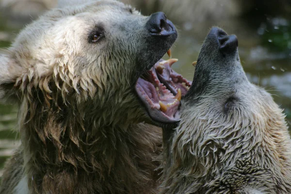 Fauna Braunbär Tiere Tierwelt — Stockfoto