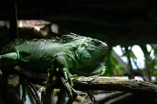 Fauna Selvatica Animale Lucertola Animale Iguana Rettile — Foto Stock