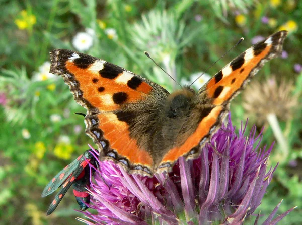 Nahaufnahme Von Schönen Bunten Schmetterling — Stockfoto