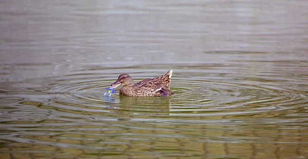 Pozorování Ptáků Kachny Divoké Přírodě — Stock fotografie