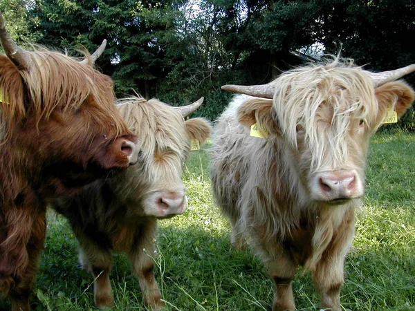 Vaches Dans Paysage Naturel Orientation Sélective — Photo