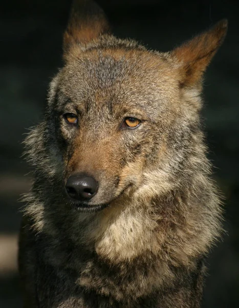 Animal Lobo Por Naturaleza Depredador — Foto de Stock